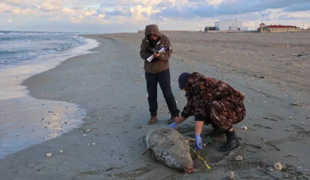 Ученые назвали возможную причину массовой гибели тюленей в Мангистау