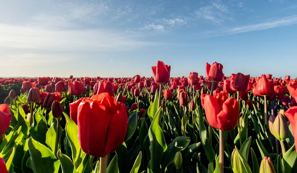 Определены национальные символы Казахстана: домбра, тюльпан и девиз «Алға, Қазақстан!»