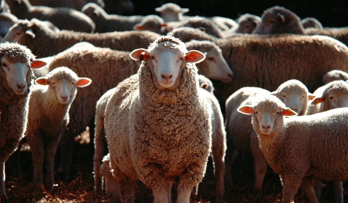 Казахстан продлил запрет на вывоз бычков и ввел квоты на экспорт овец и коз