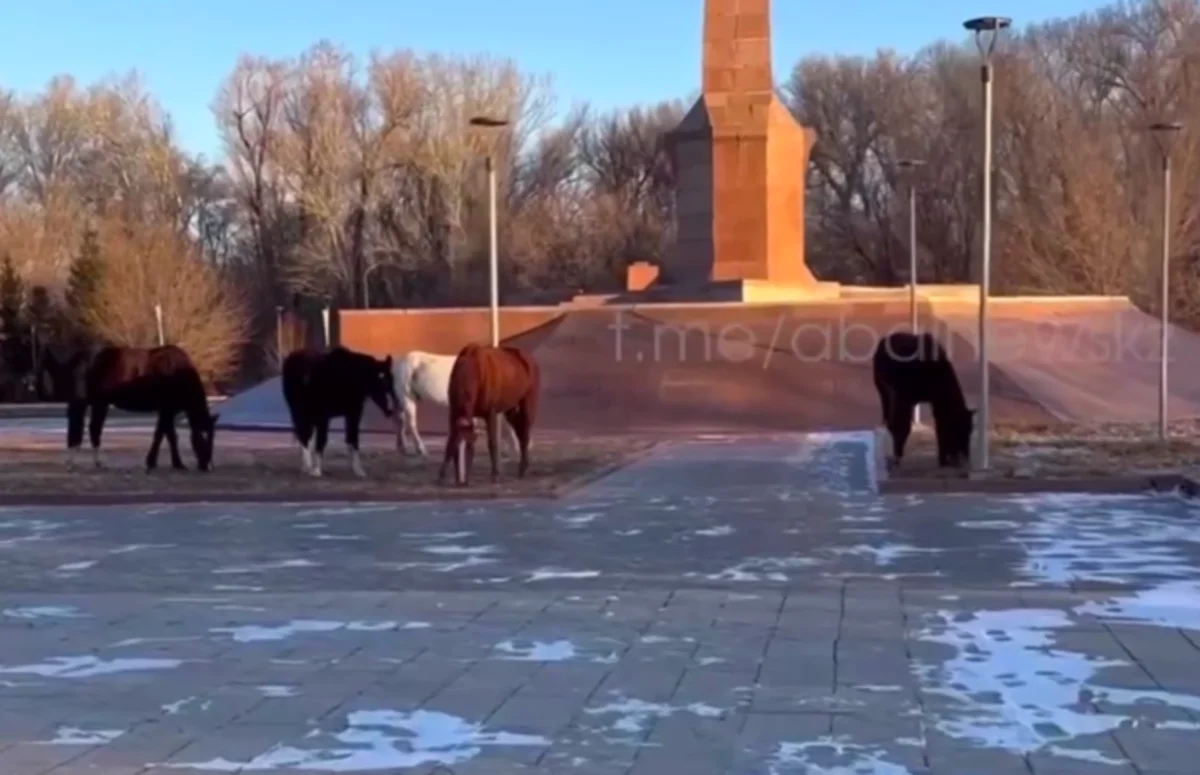 Туристическая зона в Семее превратилась в пастбище (ВИДЕО)