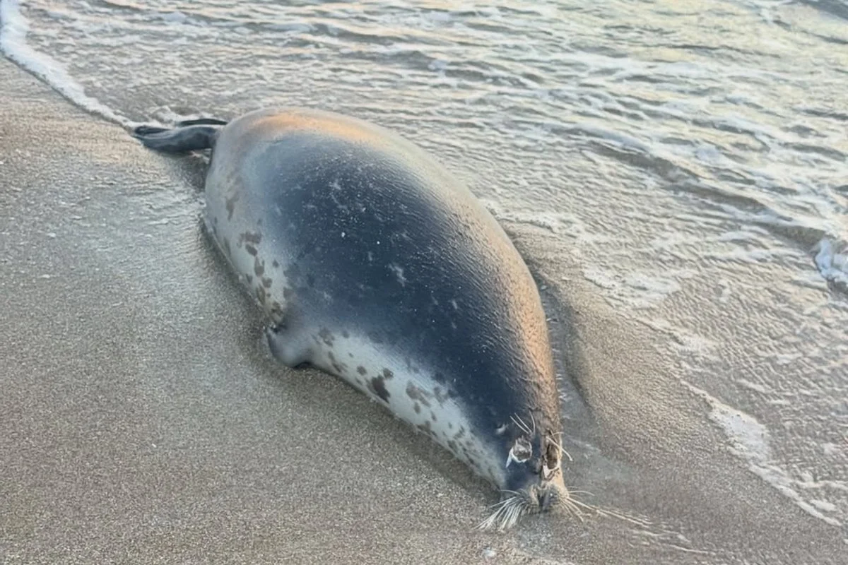 Десятки мертвых тюленей обнаружены на побережье острова Кулалы