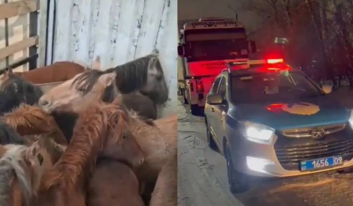 Грузовик с крадеными лошадьми задержали в Темиртау (ВИДЕО)