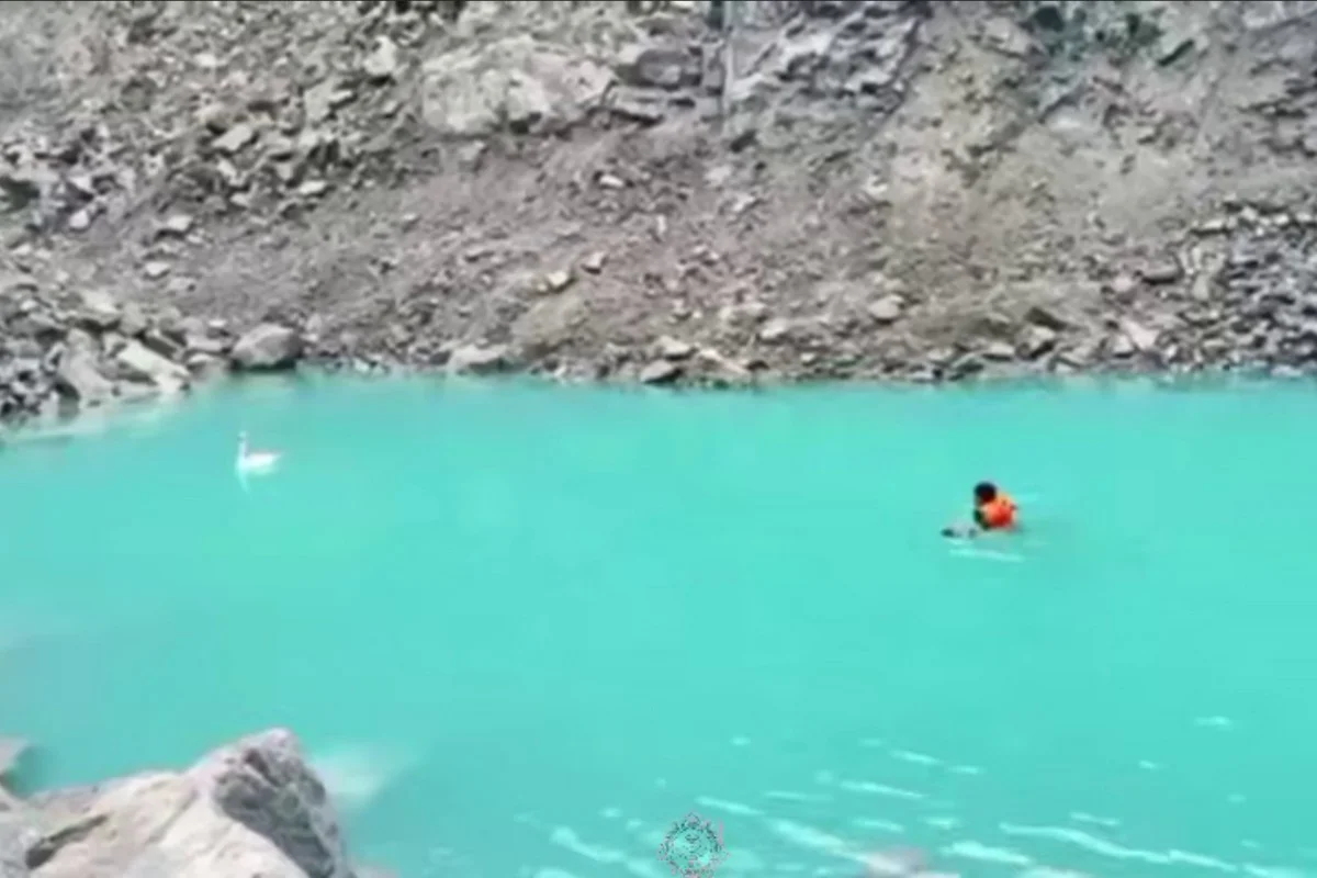 Отбившегося от стаи лебедя спасли сотрудники МЧС в Кокшетау (ВИДЕО)