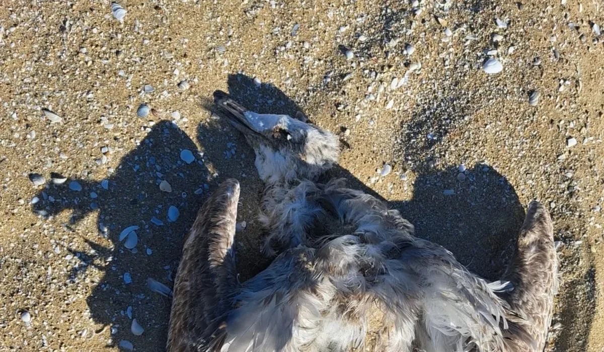 Гибнут не только тюлени: на берегу Каспия нашли мертвых птиц (ВИДЕО)