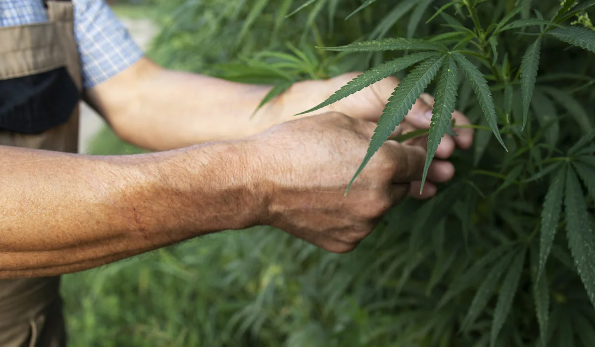 Правила промышленной переработки конопли утвердили в Казахстане