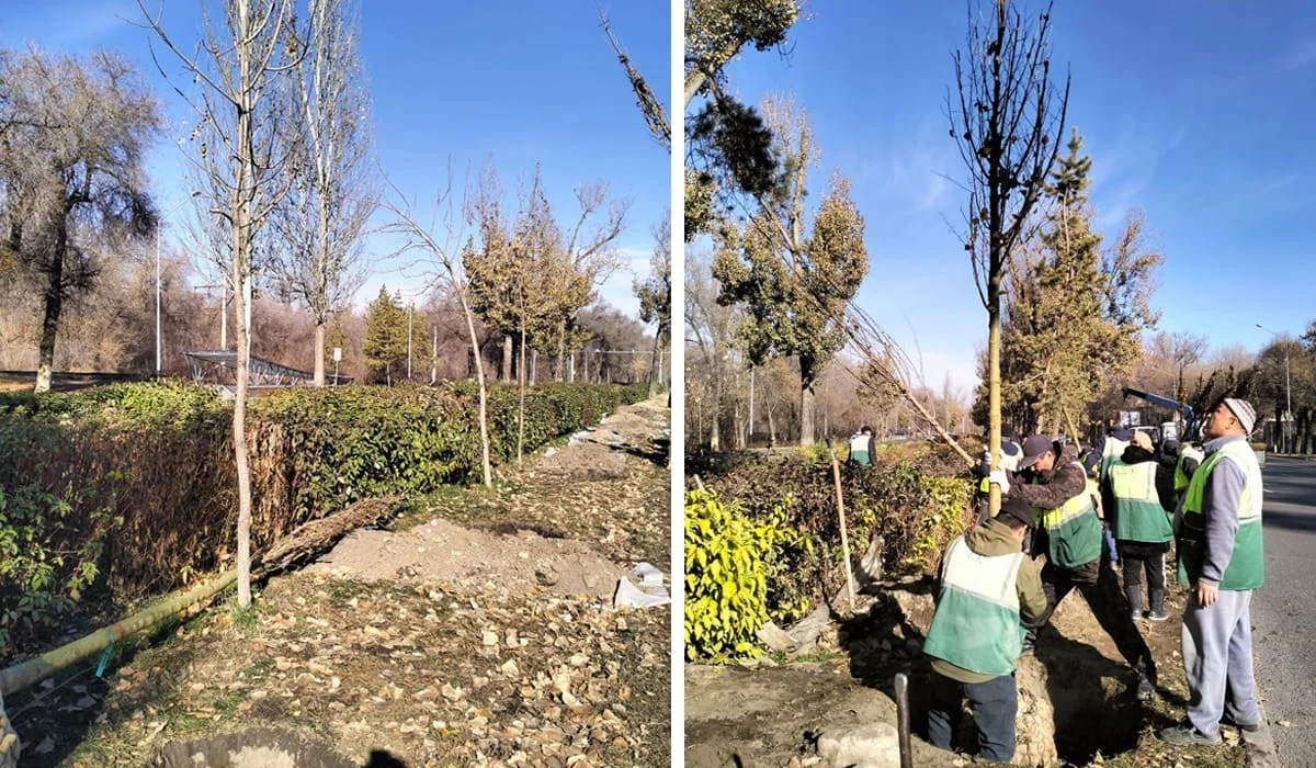 Турксибский район Алматы укрепляет зеленый статус: больше 772 тысяч деревьев и новые озелененные улицы