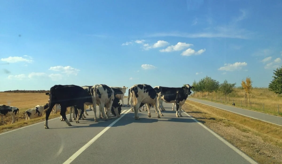 «Гуманность без ответственности опасна»: депутат заявил, что животные без присмотра приводят к десяткам трагедий