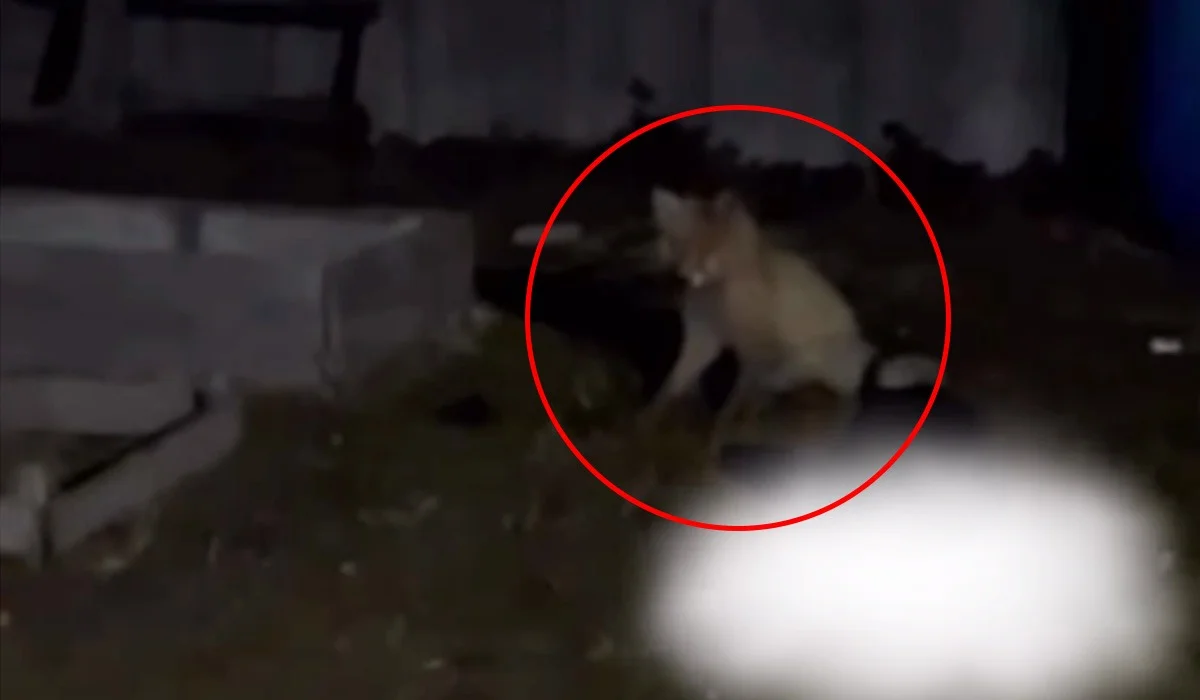 Агрессивная лиса загрызла кошку и набросилась на собаку в СКО (ВИДЕО)