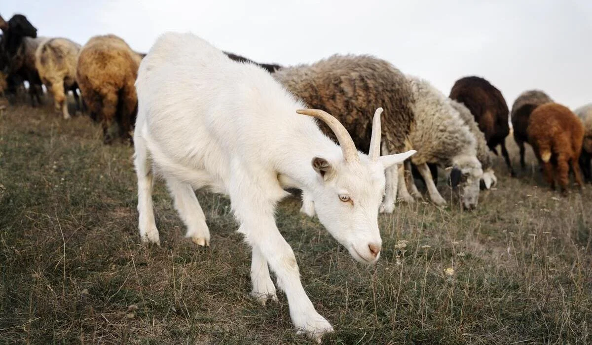 Четыре ветеринара и сельчанин украли сельхозсубсидий на 271 млн тенге
