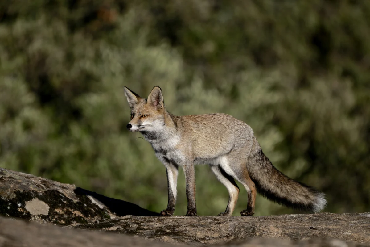 Дикие лисы напали на двух детей в Мангистау