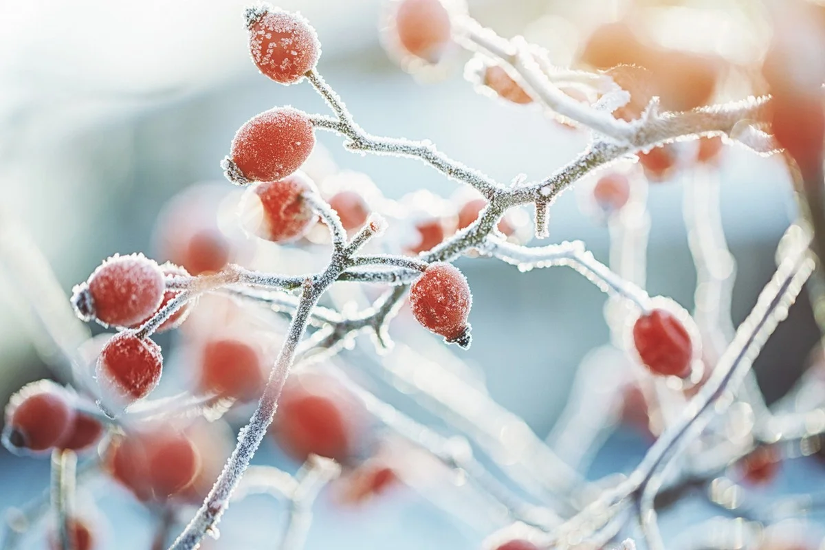 На севере и востоке ожидаются морозы: прогноз погоды на 24 ноября