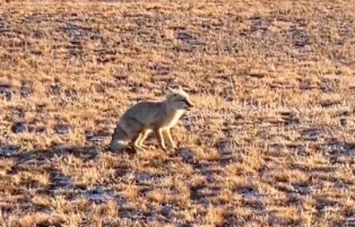 «И жалко, и страшно»: странная лиса в степях напугала казахстанцев (ВИДЕО)