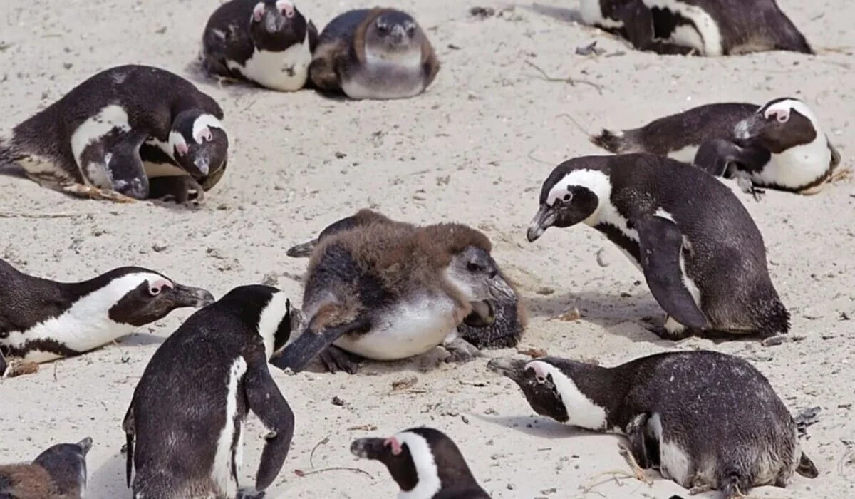 Африканские пингвины массово гибнут из-за нехватки пищи