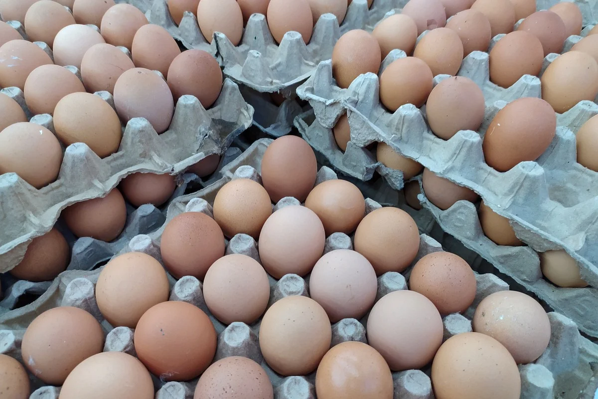 Ввоз куриных яиц на территорию страны на месяц запретил Казахстан