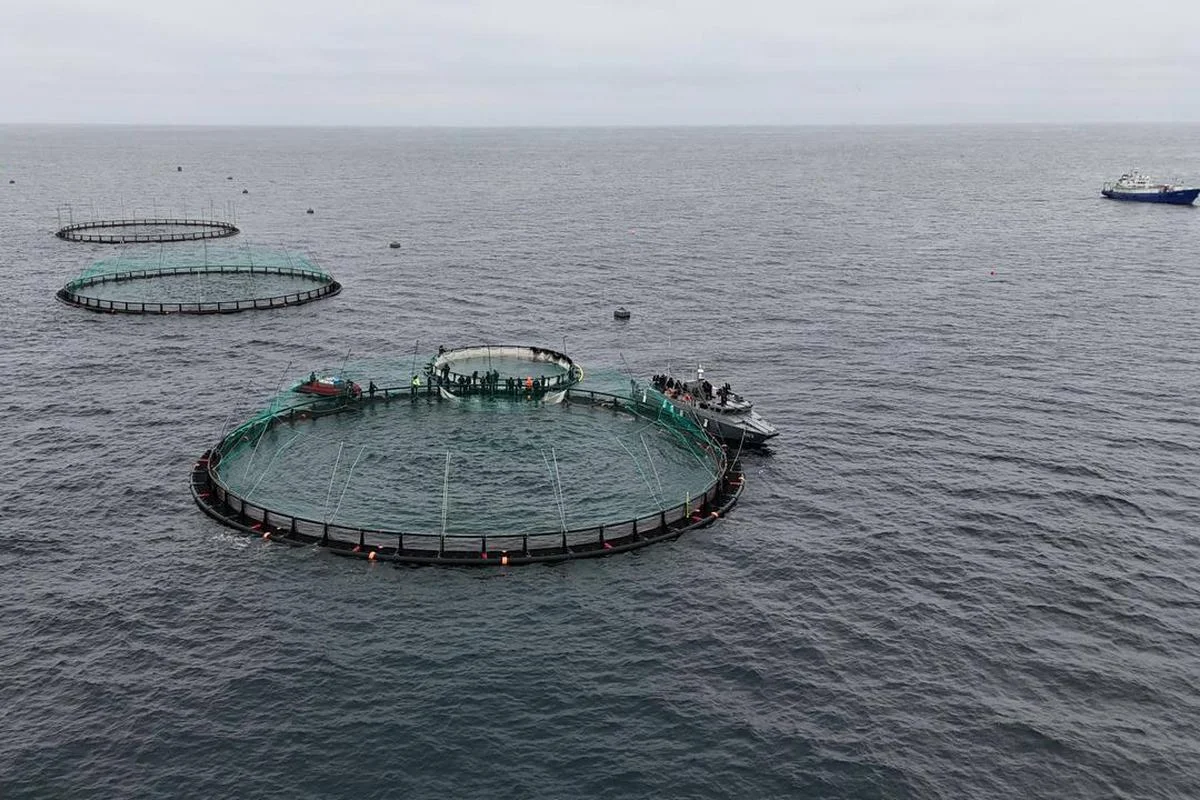 Первая в Центральной Азии морская рыбоводческая ферма работает в Мангистау