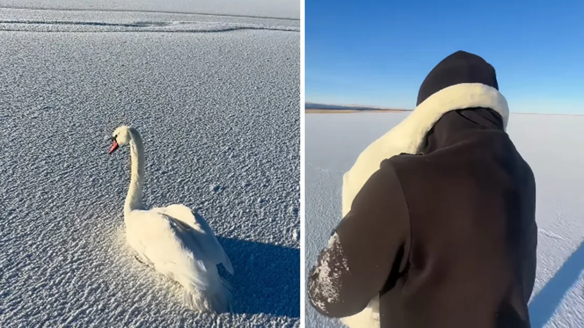 Казахстанец спас двух примерзших лебедей: птица прижалась к нему на руках (ВИДЕО)