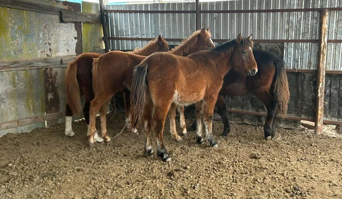 Сельчанин расплатился с долгами чужими лошадьми в Актюбинской области