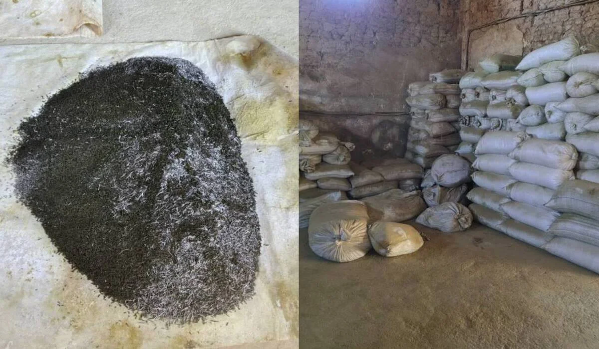 Тонны запрещенного насвая нашли в доме жителя Туркестанской области (ВИДЕО)