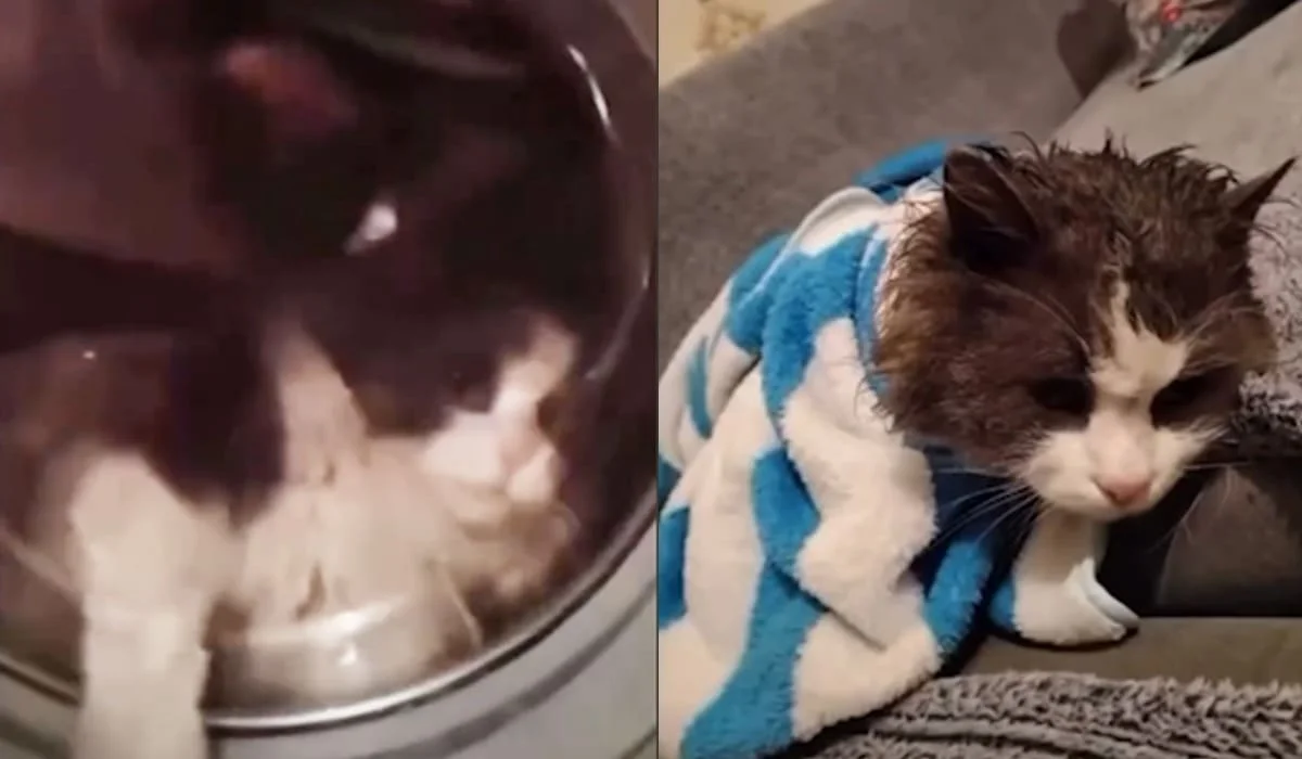 Казахстанка постирала кота в стиральной машине ради видео