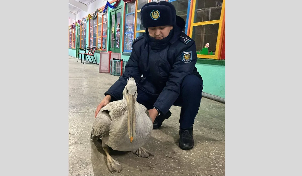 Необычная находка: краснокнижного пеликана спасли в Семее