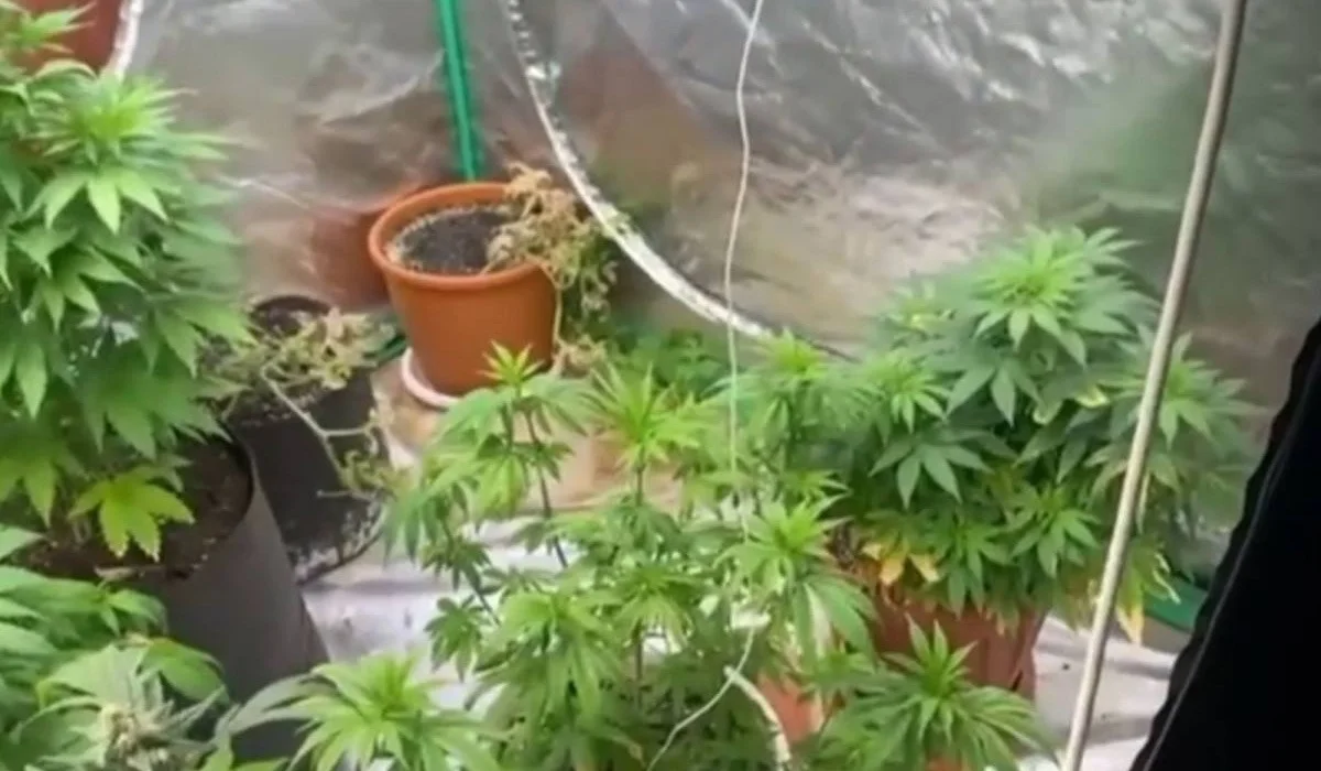 Коноплю в квартире 70-летнего пенсионера нашли в Карагандинской области (ВИДЕО)