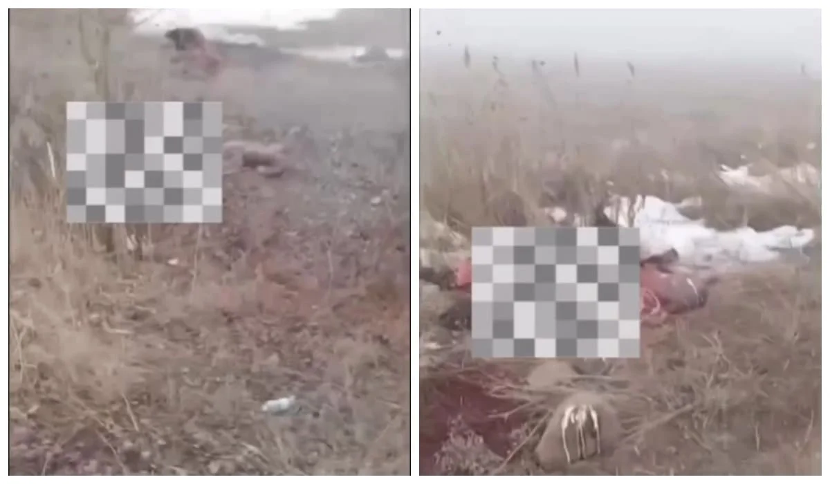 Стреляли в лошадей и на месте разделывали их: группу парней задержали в Алматинской области (ВИДЕО)