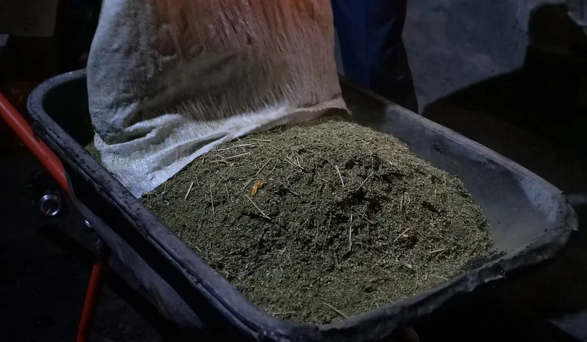 53 килограмма марихуаны: четверо жителей Кордайского района получили сроки