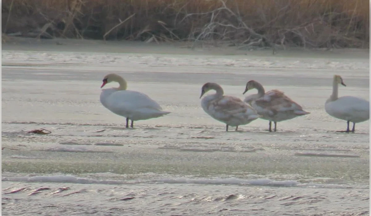 Редкий лебедь-кликун замечен в «Алтын-Эмеле»