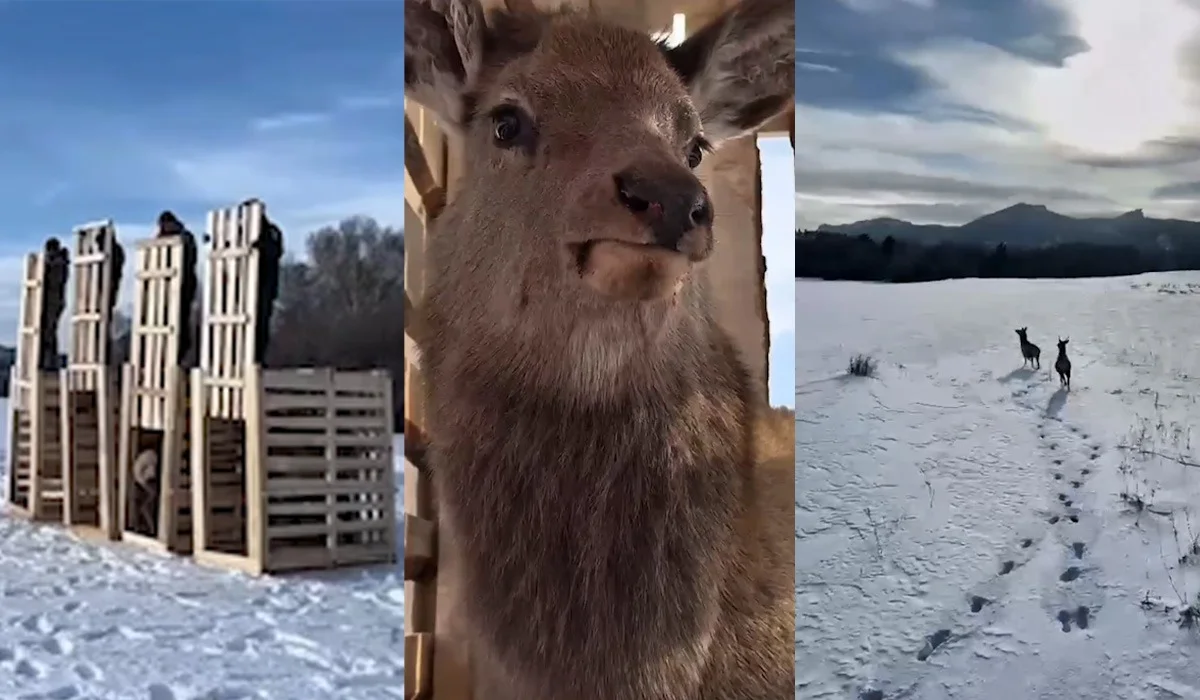 В дикую природу выпустили маралов в Каркаралинском нацпарке (ВИДЕО)