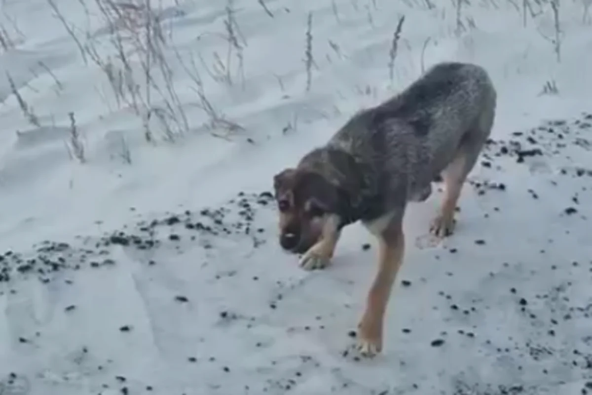 Костанаец подобрал собаку в мороз на трассе и изменил ее судьбу (ВИДЕО)