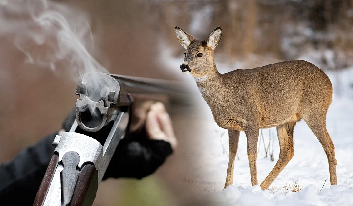 Браконьеров осудили за отстрел косуль в нацпарке «Кокшетау»