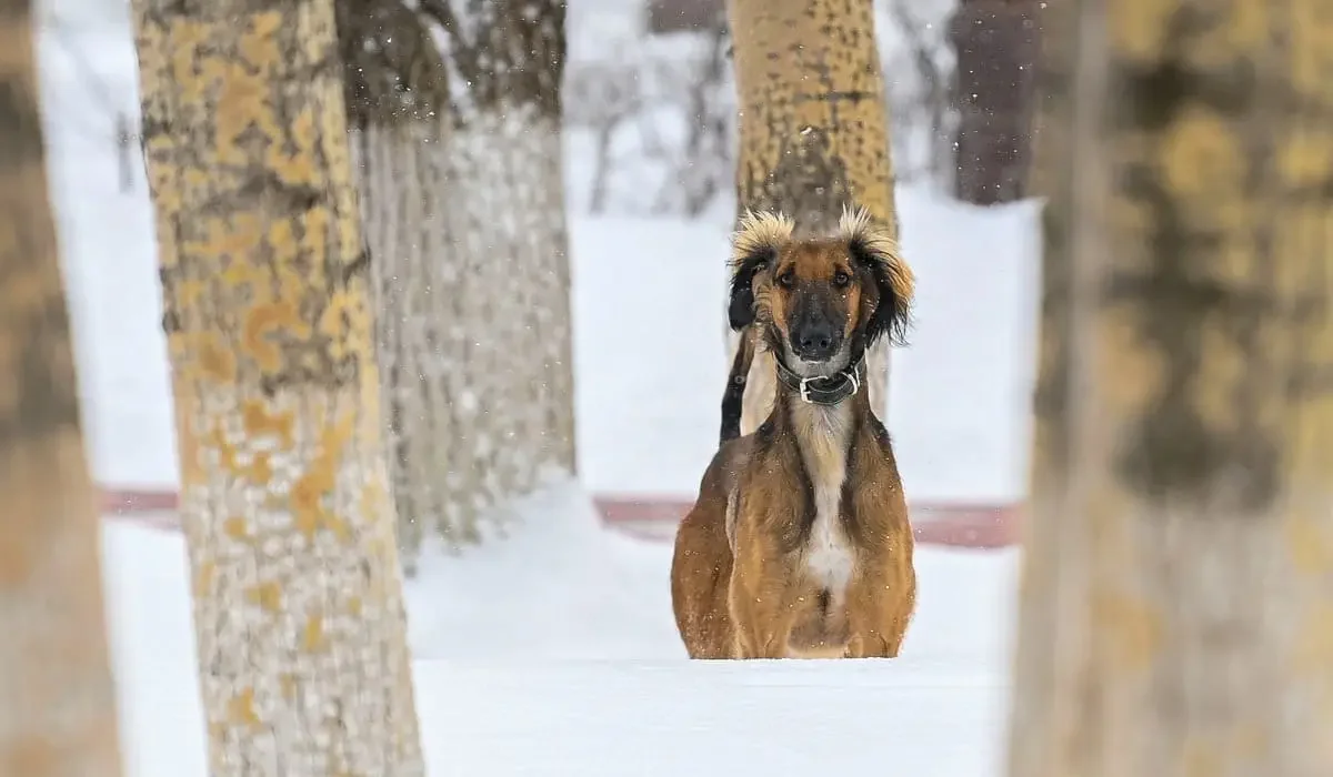 Сотрудник ветстанции занимался отстрелом собак породы тазы в Караганде