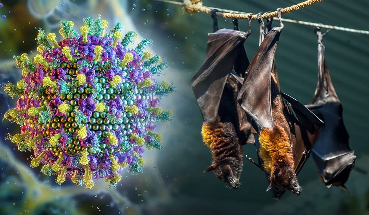 Китайские ученые нашли препарат против смертельного вируса Нипах