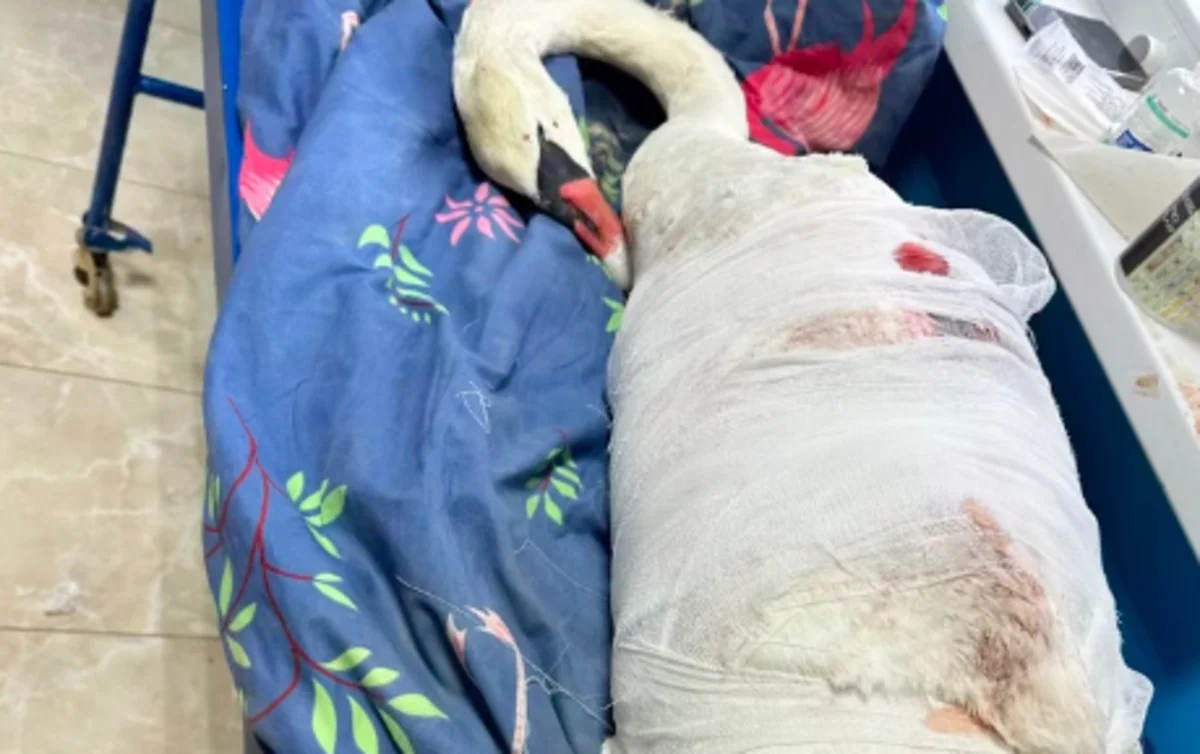 Истекал кровью и отбивался: раненого лебедя спасли в Актау (ВИДЕО)