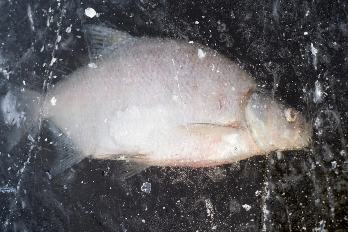 Каток с карасями на стадионе удивил жителей Сарани