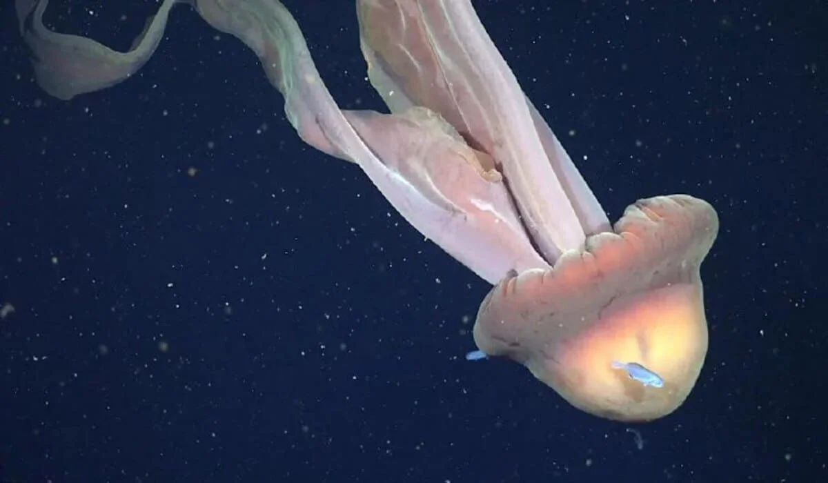 У берегов Аргентины засняли гигантскую медузу размером с автобус