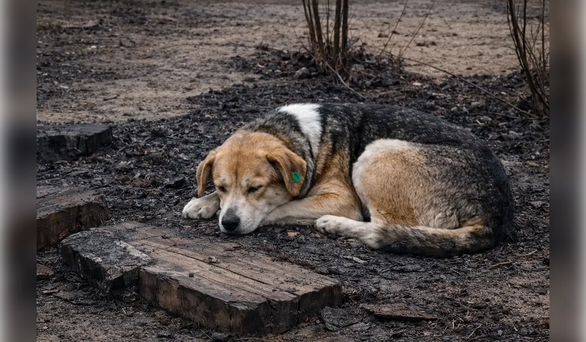 Заживо сжечь собаку пытались в Актау