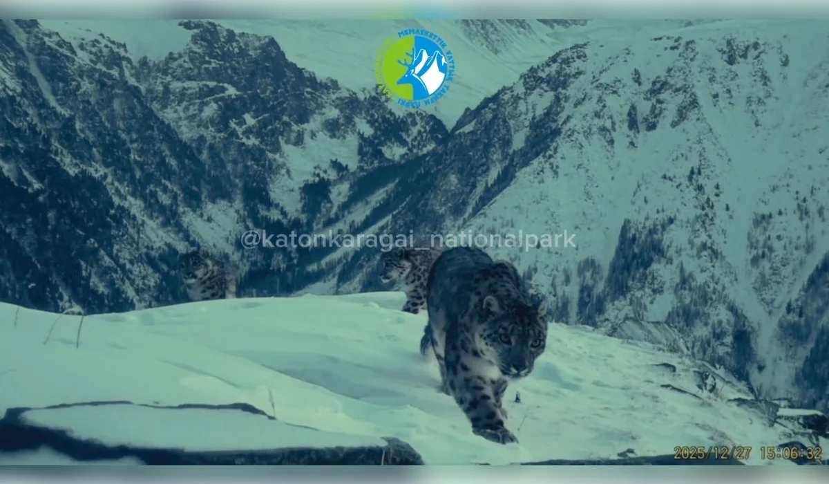 Снежный барс с тремя детенышами попал в объектив фотоловушки в Катон-Карагае (ВИДЕО)