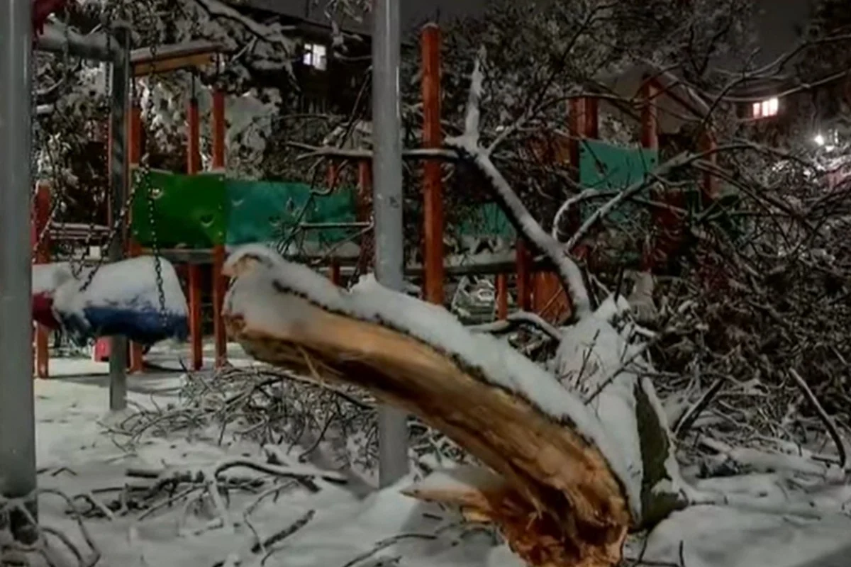 Ребенка насмерть придавило дерево в Шымкенте: акимат пообещал помощь семье