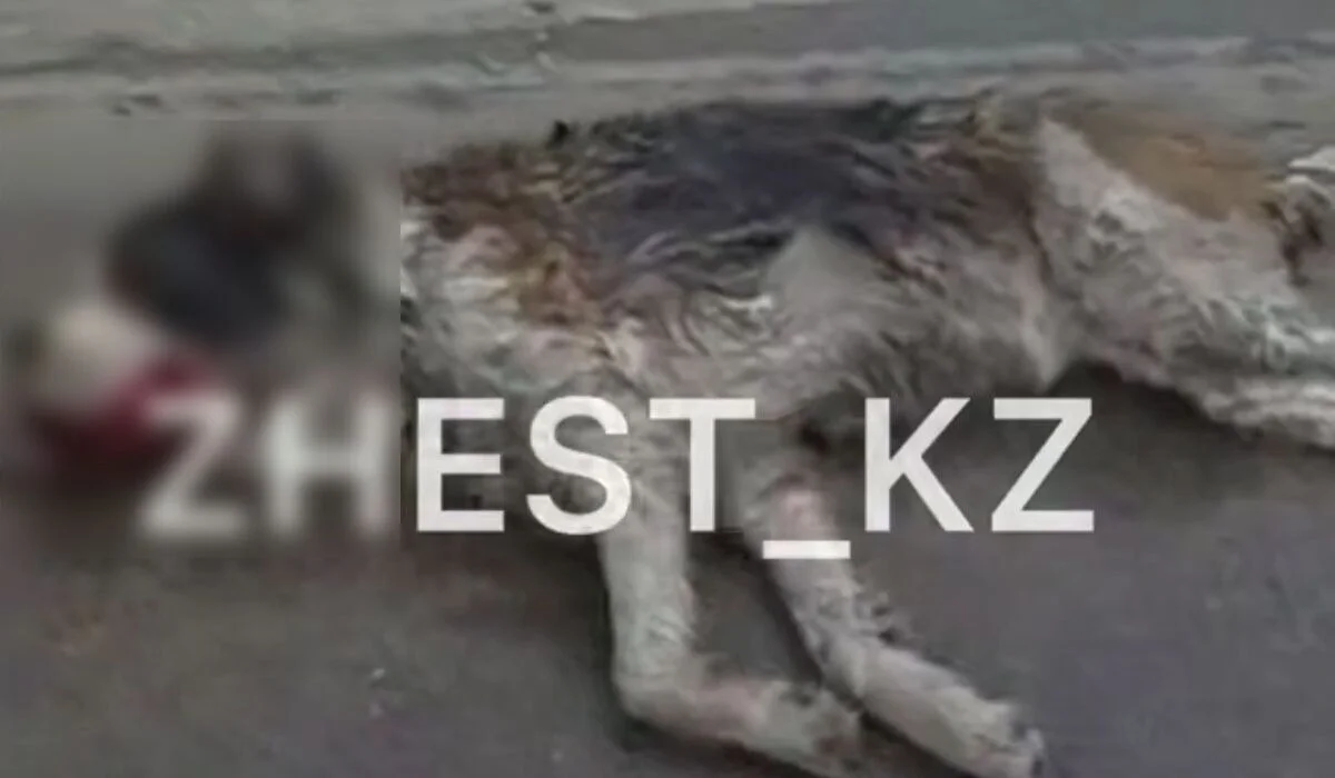 Собаку привязали к машине и протащили по дороге в Алматы (ВИДЕО)