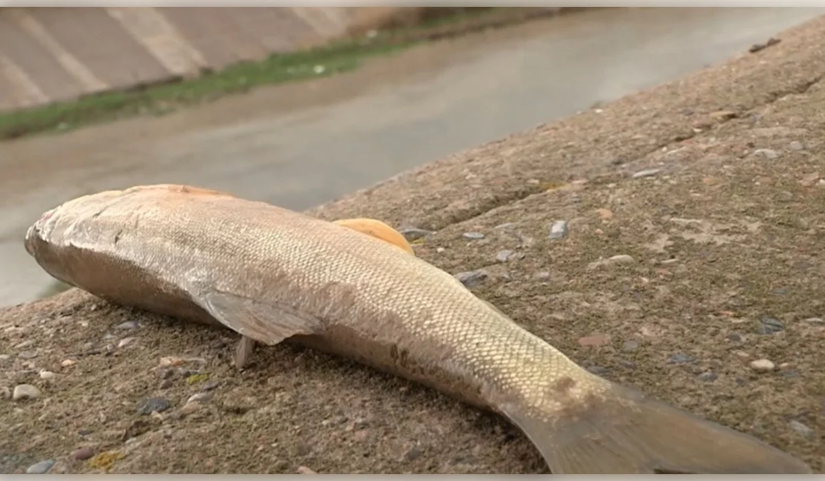 Почти тонну мертвой рыбы собрали в реке Бадам