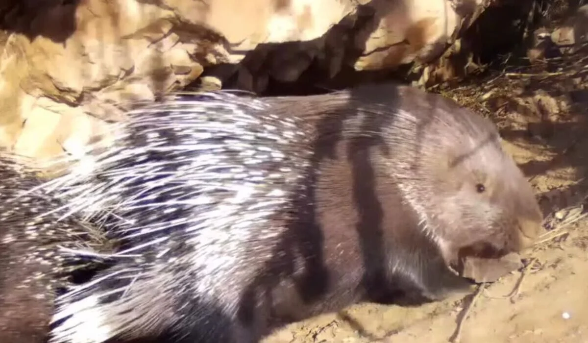 Редкие дикобразы попали в объектив фотоловушки в нацпарке «Іле Алатауы»