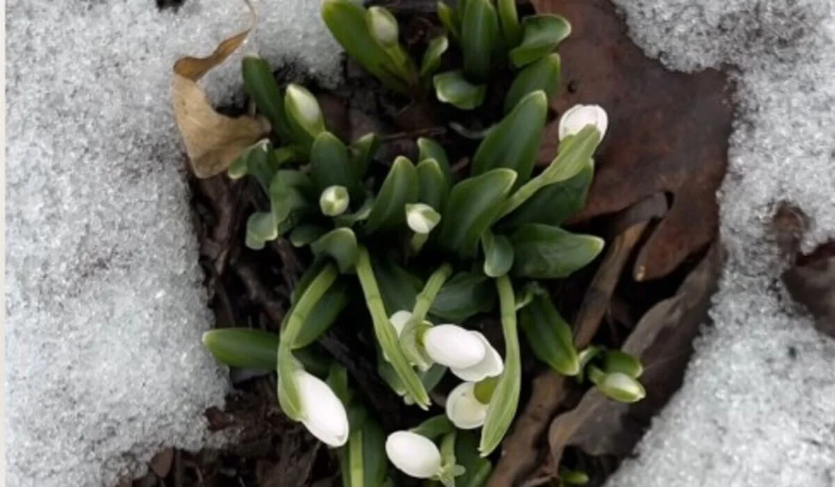 В Алматы зацвели подснежники