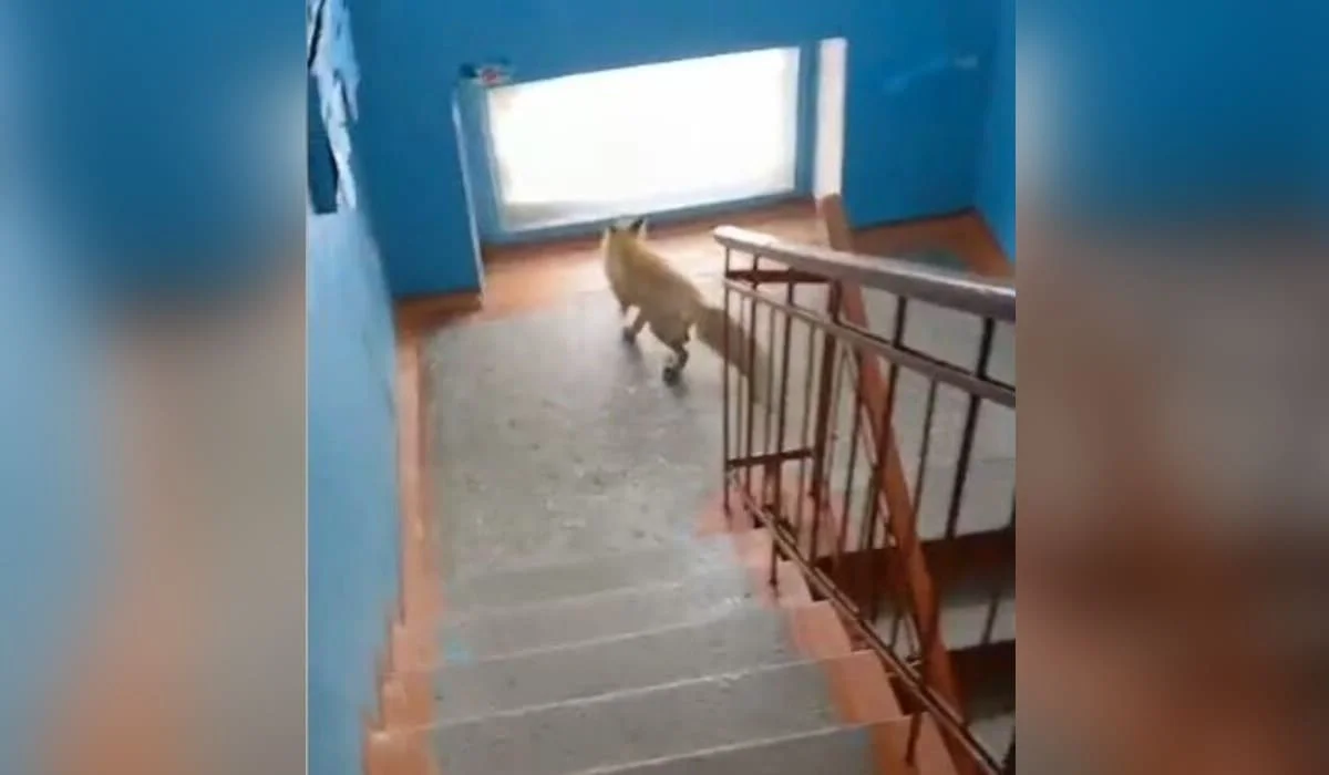 Дикая лиса забежала в подъезд многоэтажки в Рудном (ВИДЕО)