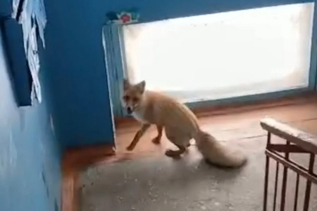 Дикая лиса забежала в подъезд многоэтажки в Рудном: животное погибло