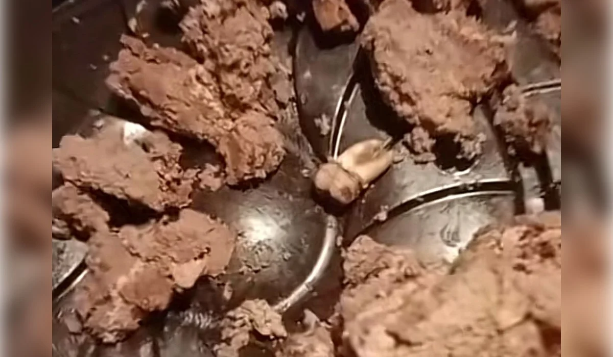 Требовал 2 млн за зуб в торте: покупателя обвинили в вымогательстве в СКО (ВИДЕО)