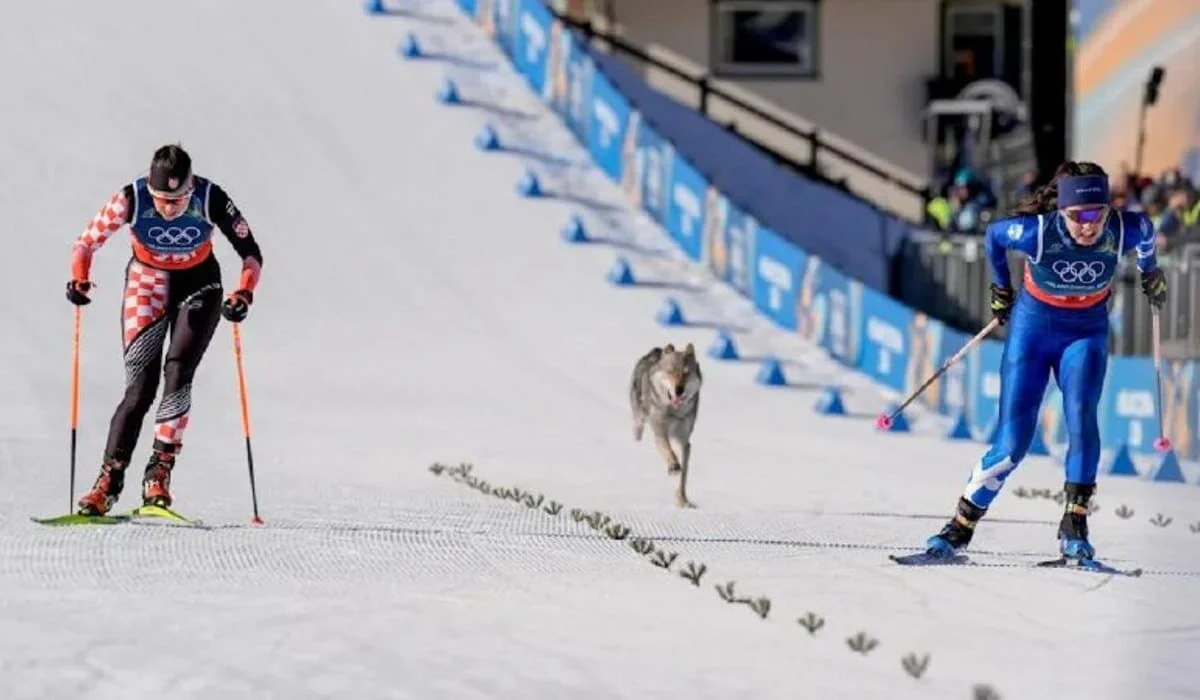 «Волк» выбежал на трассу? Лыжницы на Олимпиаде приняли собаку за хищника (ВИДЕО)