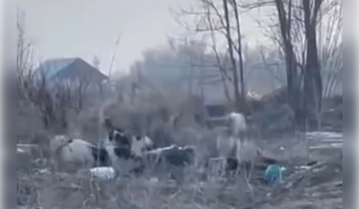 Стая собак едва не растерзала женщину в Алматинской области (ВИДЕО)