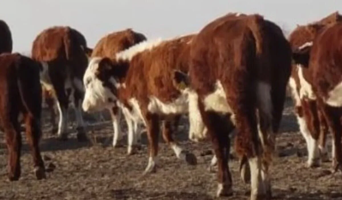 Вспышка вирусных заболеваний в Атырауской области: заражены сотни голов КРС