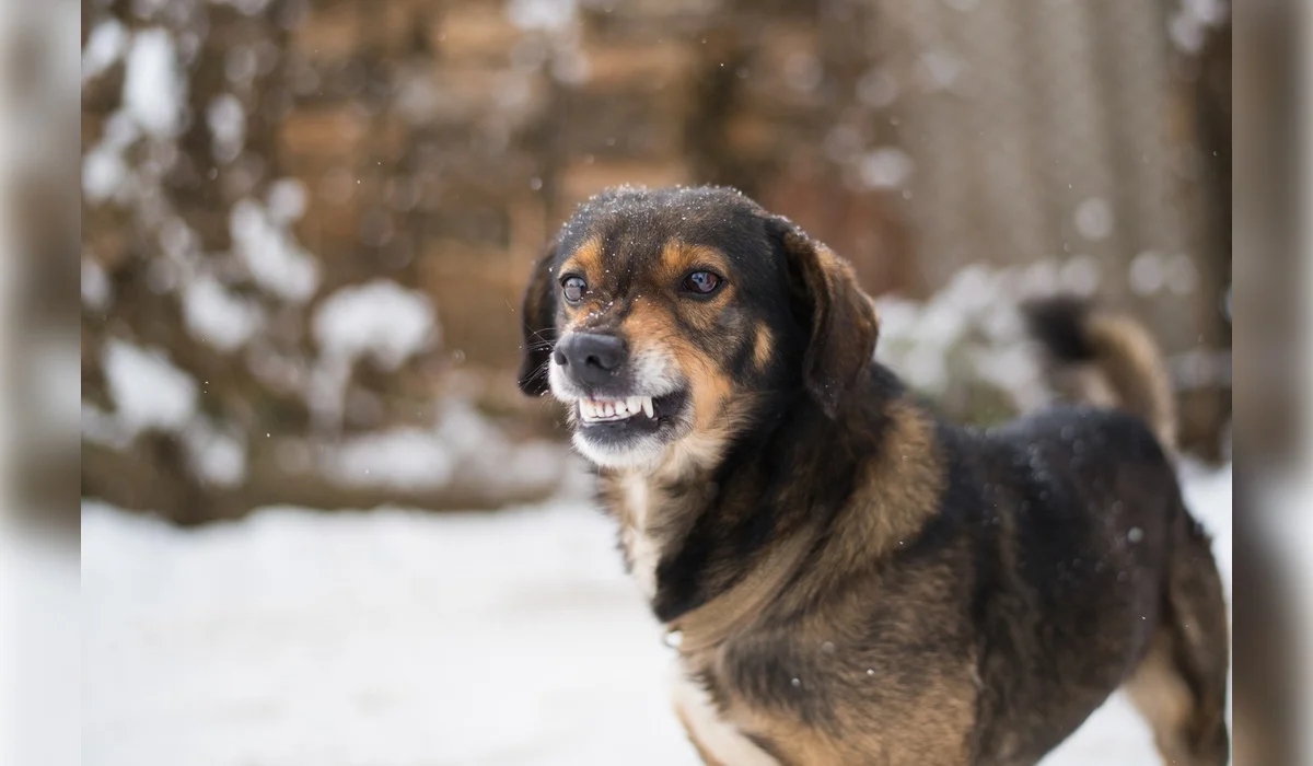 Стая собак едва не загрызла женщину в Алматинской области: их хозяин игнорировал жалобы жителей